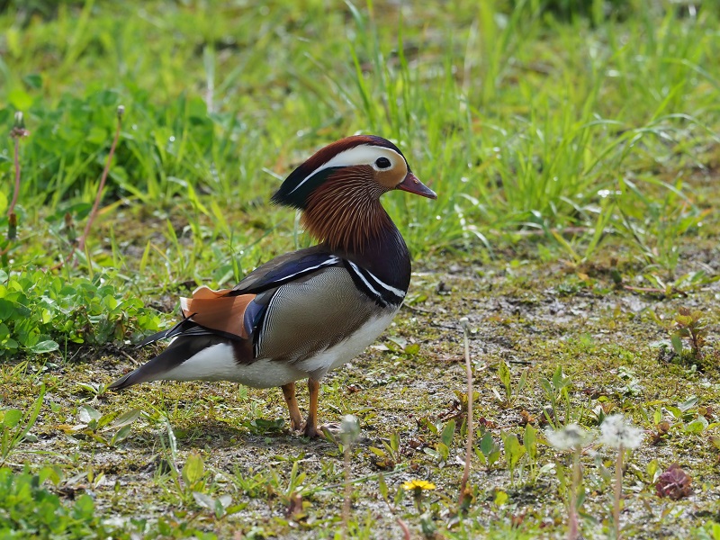 mandarin 2021 bank.jpg