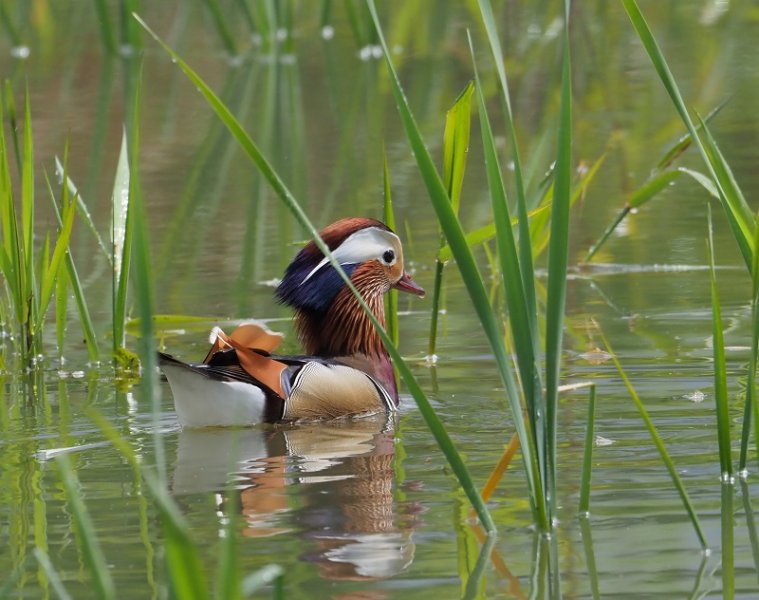 mandarin 2021 pond.jpg