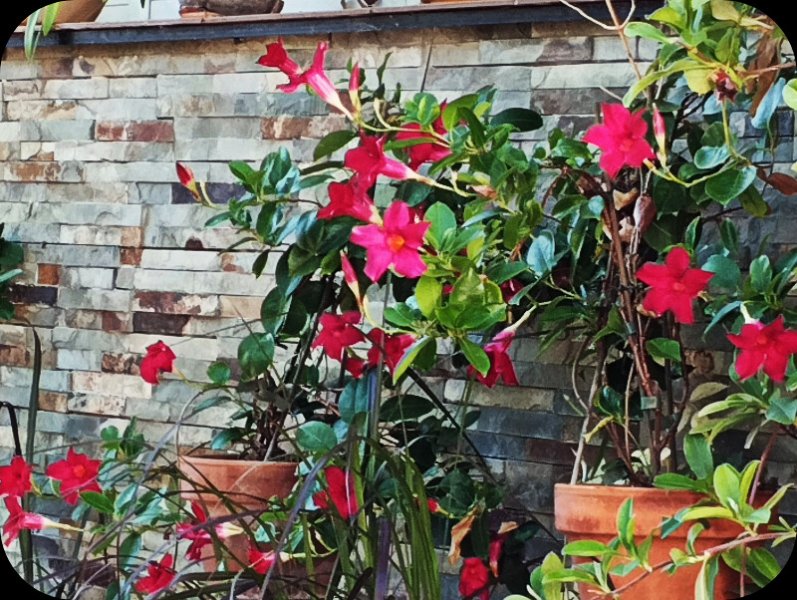 Mandevila 12 Jul 25.jpg