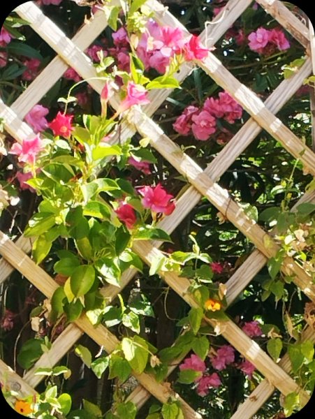 Mandevilla 25 Jun 25(1).jpg