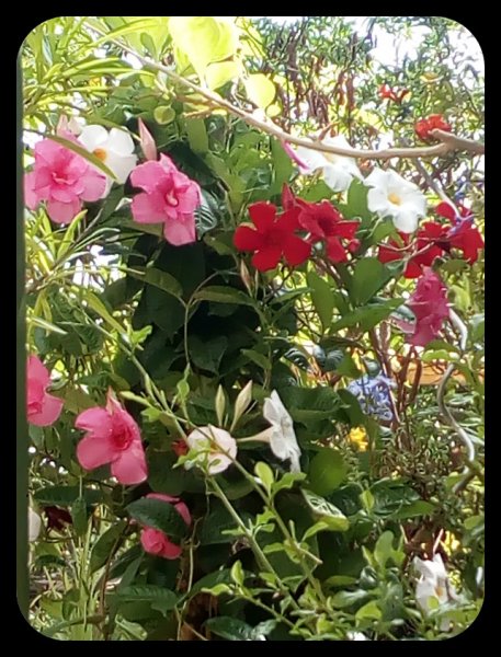 Mandevilla 25 Sep 21.jpg