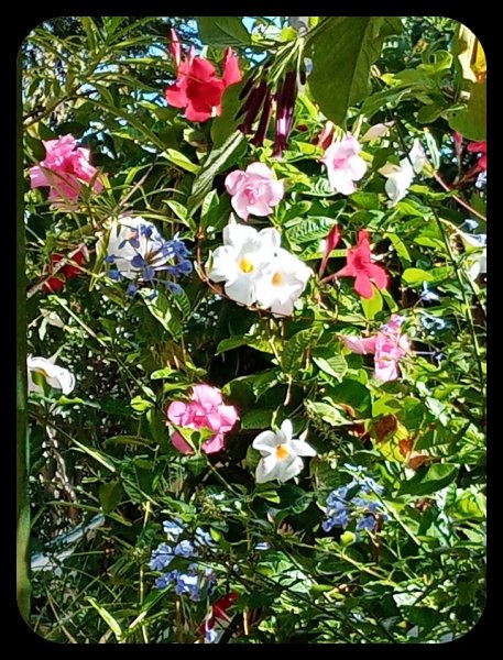 Mandevilla 3 Nov 21.jpg