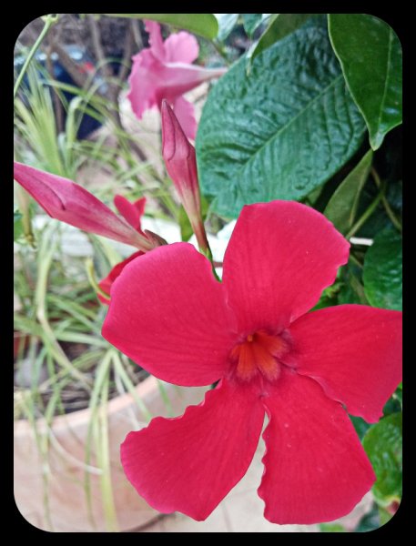 Mandevilla 5 Aug.jpg