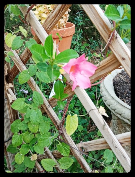 Mandevilla 6 Oct 22.jpg