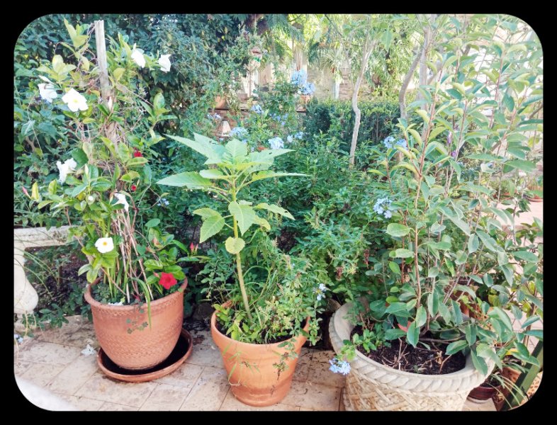 Mandevilla 8 Oct 22.jpg