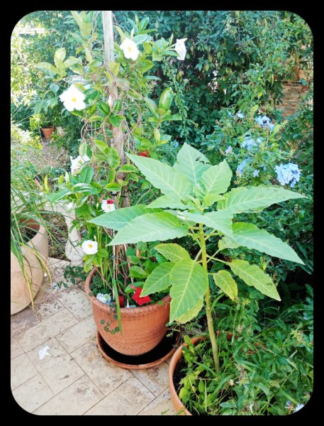 Mandevilla Brugmansia 8 Oct 22.jpg