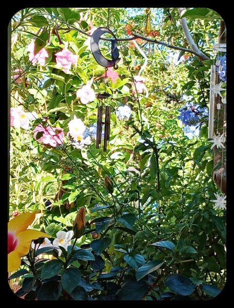 Mandevilla etc 11 Oct 21.jpg