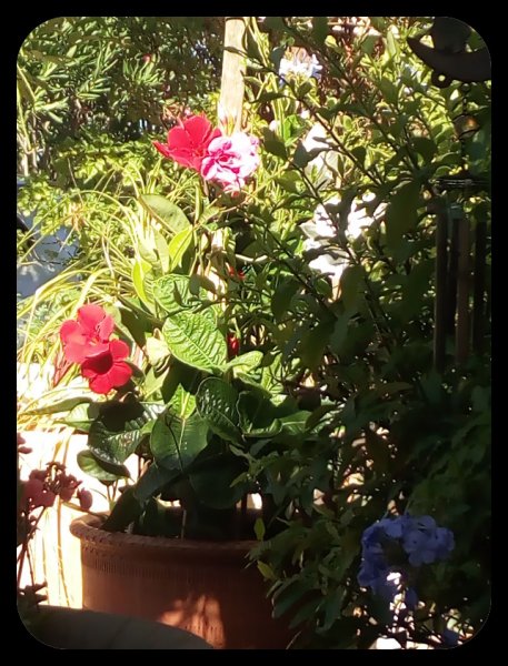 Mandevilla Plumbago 24 Jun.jpg