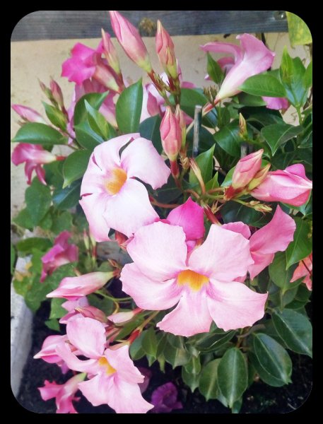 Mandevilla Rose Star 7 Jul.jpg
