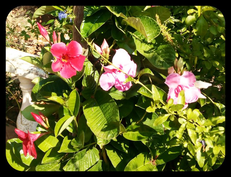 Mandevilla Tri 2 21 Jul.jpg