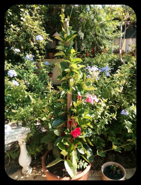 Mandevilla Tri 21 Jul.jpg