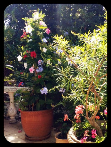 Mandevilla Tri 22 Aug 21.jpg