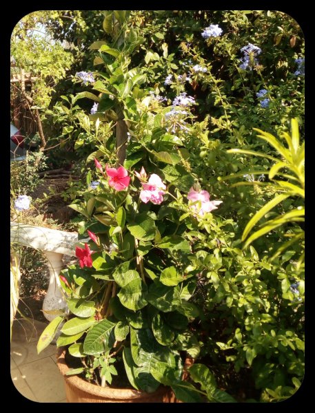 Mandevilla Tri 3 21 Jul.jpg