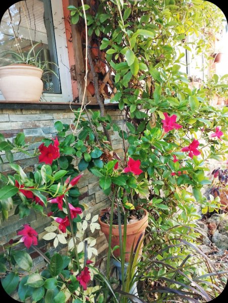 Mandevilla1 12 Jul 25.jpg