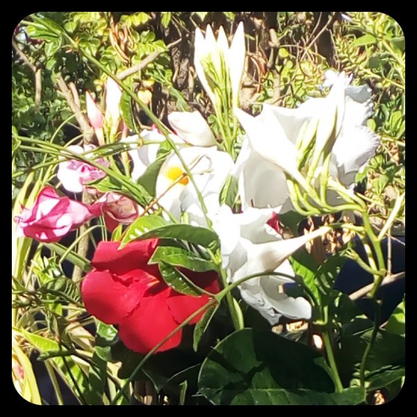 Mandevilla1 17 Jun.jpg