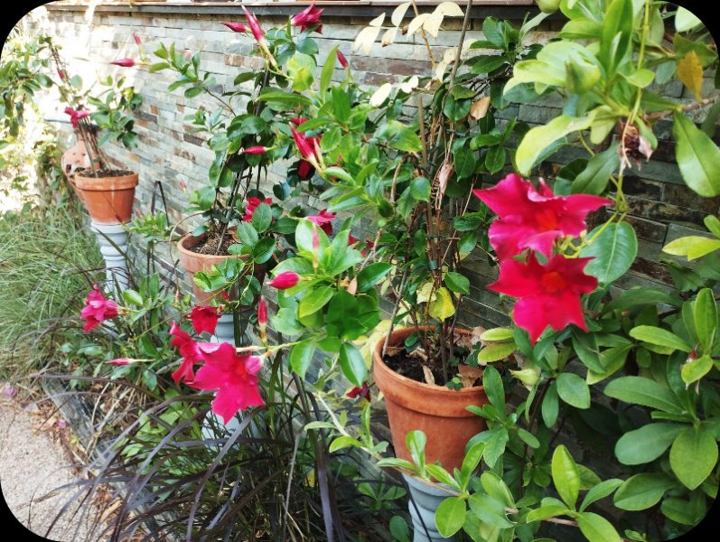 Mandevilla1 26 Jun 26(1).jpg