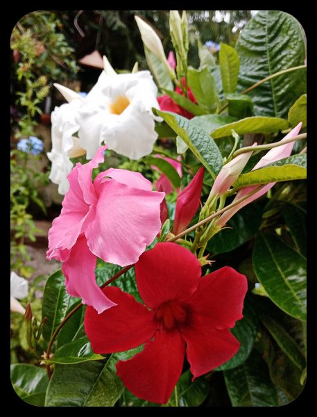 Mandevilla2 5 Aug.jpg