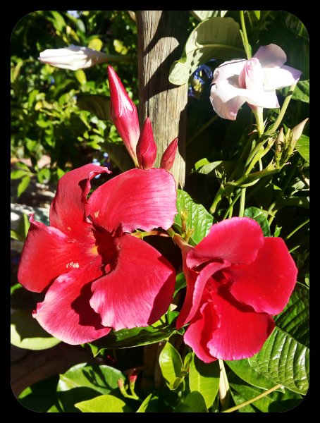 Mandevilla2 7 Jul.jpg