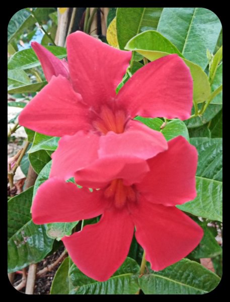 Mandevilla3 5Aug.jpg