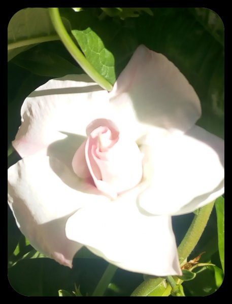 Mandevilla3 7 Jul.jpg