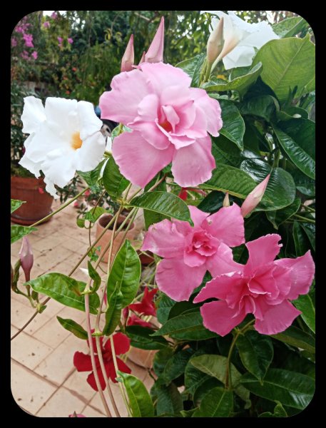 Mandevilla4 5 Aug.jpg