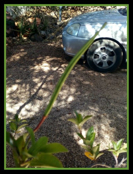 Mandevillea Seed Pod.jpg