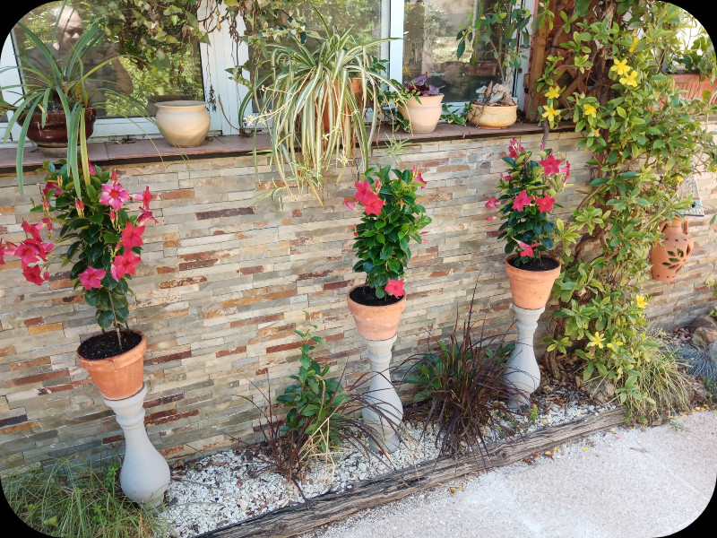 Mandy in Pots5 18 May 24.jpg
