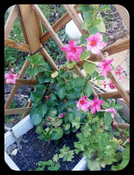 Mandy in the Corner 7 Jul.jpg