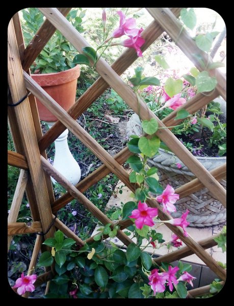 Mandy in the Corner2 7 Jul.jpg