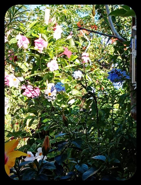 Mandy &Plumbago 17 Oct 21.jpg