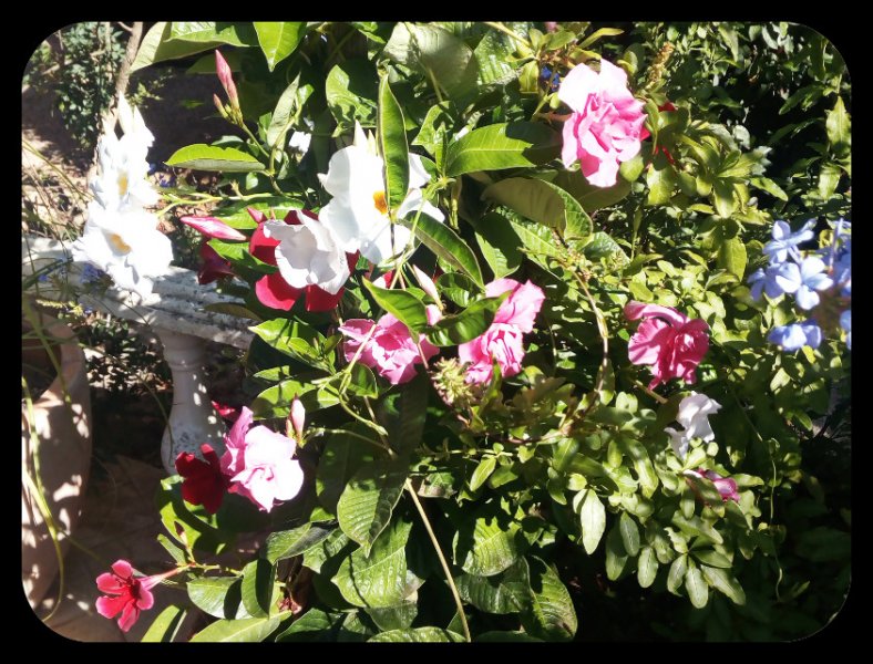 Mandy Tri 2 7 Aug.jpg