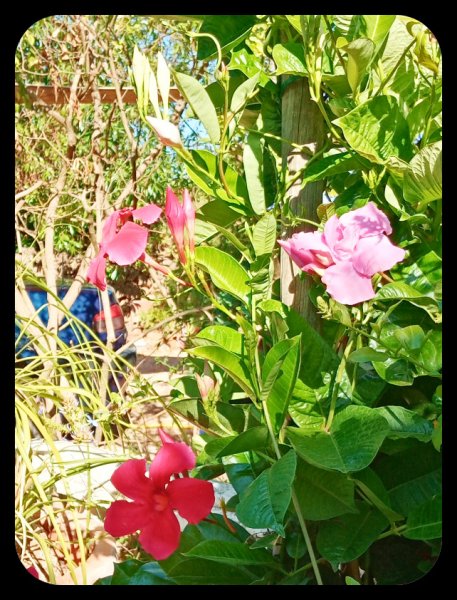 Mandy Tri 27 Jul.jpg