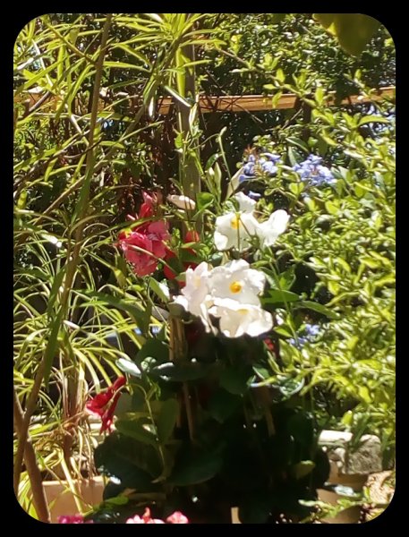 Mandy Trio 22 Jun.jpg