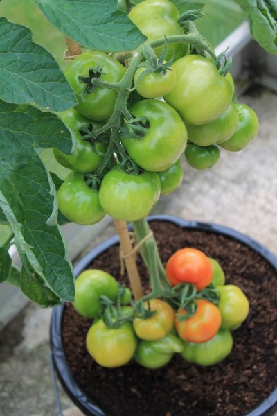 \'Manx Marvel\' (2).JPG