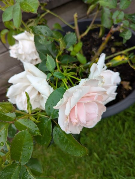 Many Happy Returns.jpg