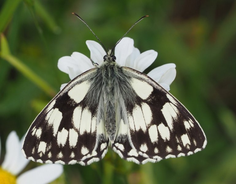 marb white 2020A.jpg