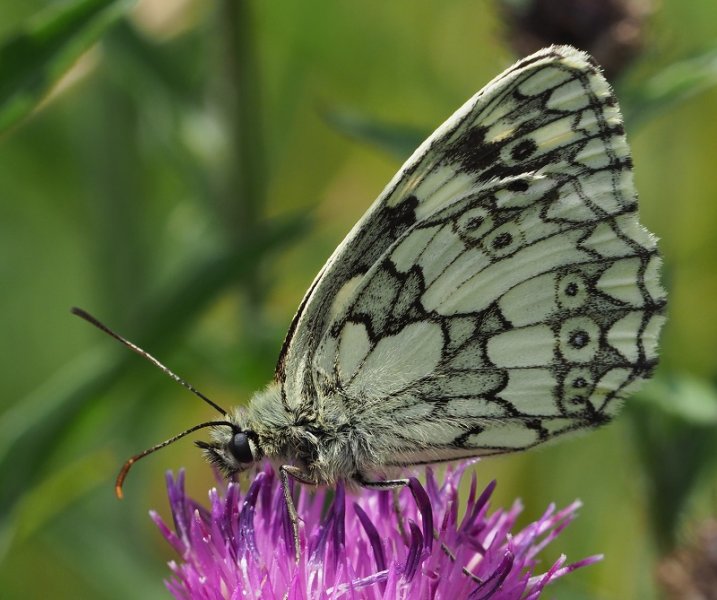 marb white 2020B.jpg