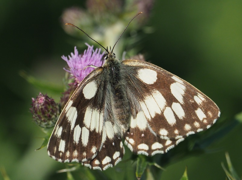 marbled white 2019.jpg