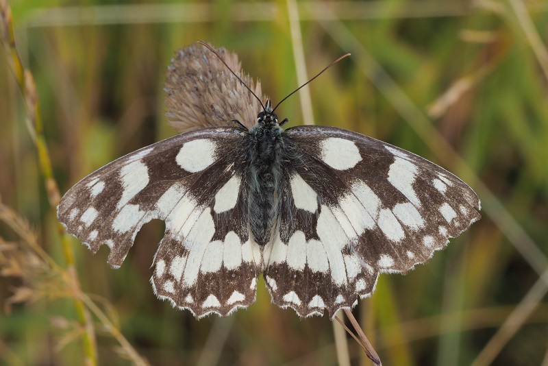 marbled white.jpg