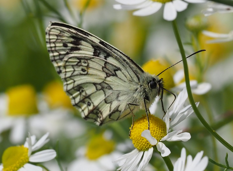 marbled white2.jpg