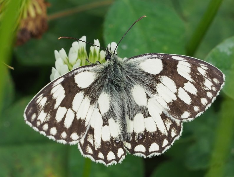 marbled white2019B.jpg