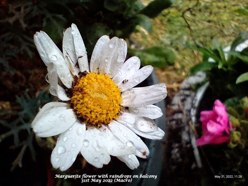 Marguerite flower with raindrops on balcony 31st May 2022.jpg