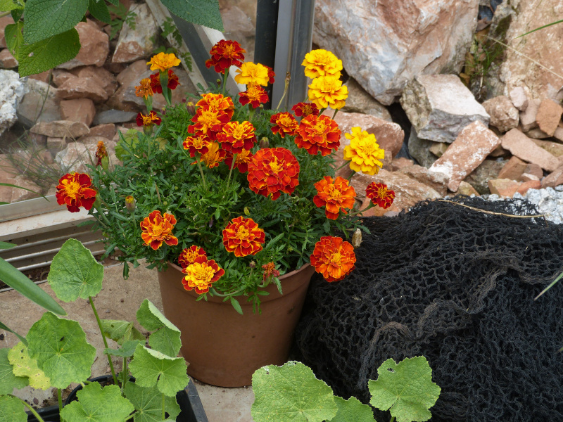 Marigolds 2018 1.JPG