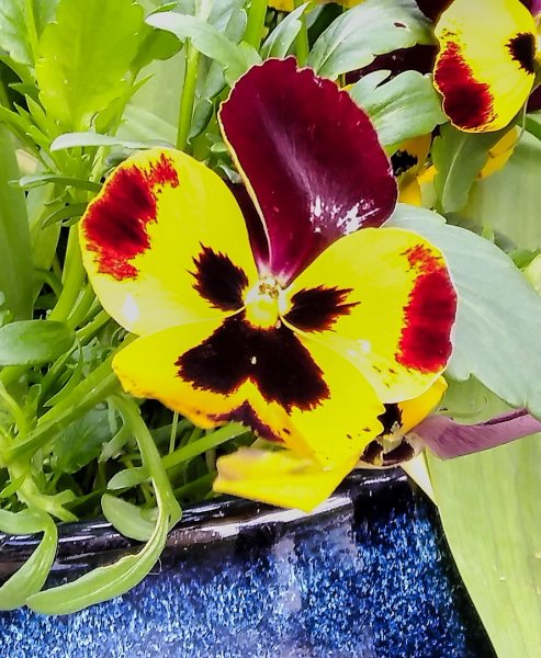 Mario pansy 15-5-22.jpg