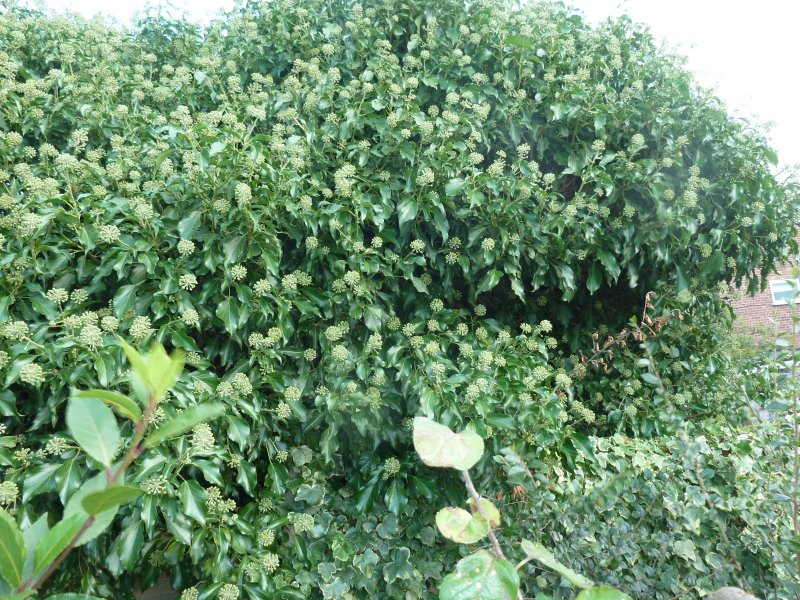 Marks Shed Vine Thingy.JPG