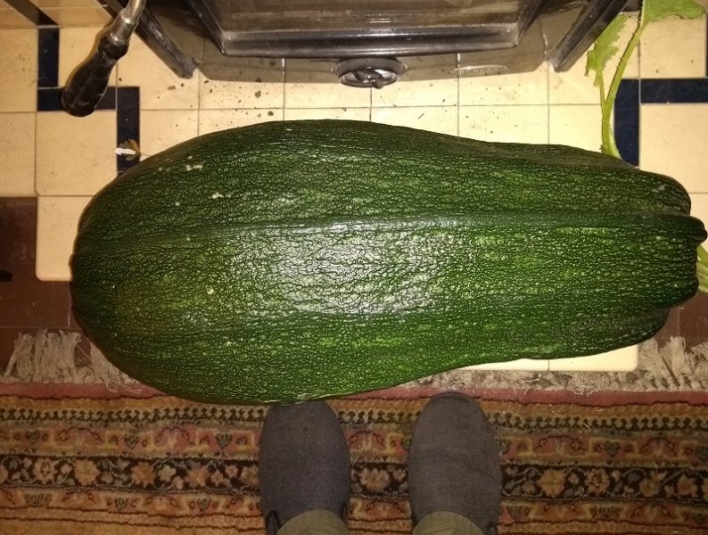 marrow 2019 24lbs.jpg