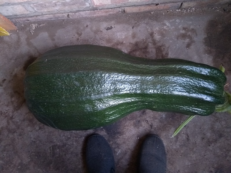 marrow 29lbs.jpg