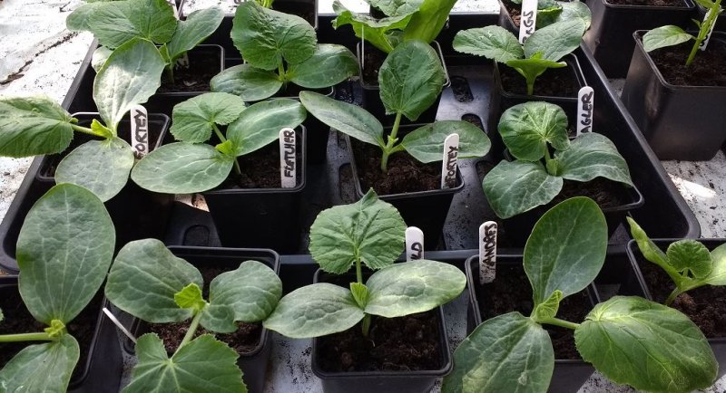 marrows 13.05.2017.JPG