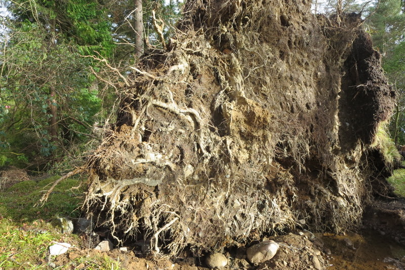 MATURE  PINUS  RADIATA  BLOWN  OVER 20 03 2015 15-054.JPG