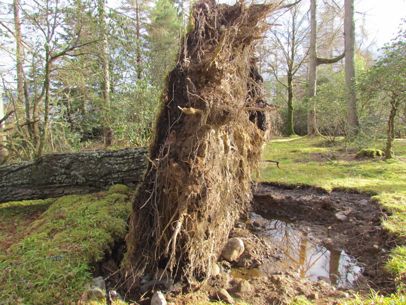 MATURE  PINUS  RADIATA  BLOWN  OVER 20 03 2015 15-056.JPG